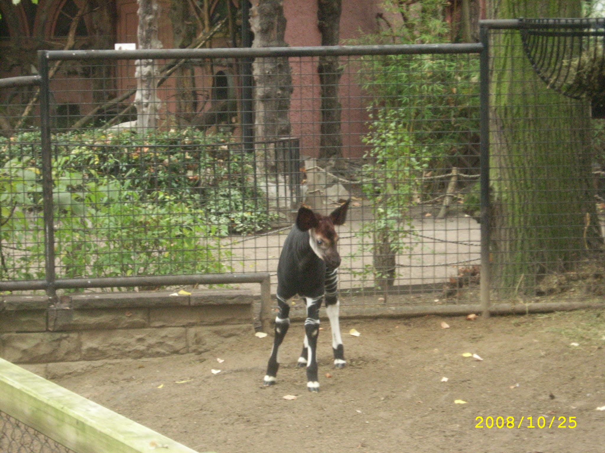 Okapi at Antwerp Zoo